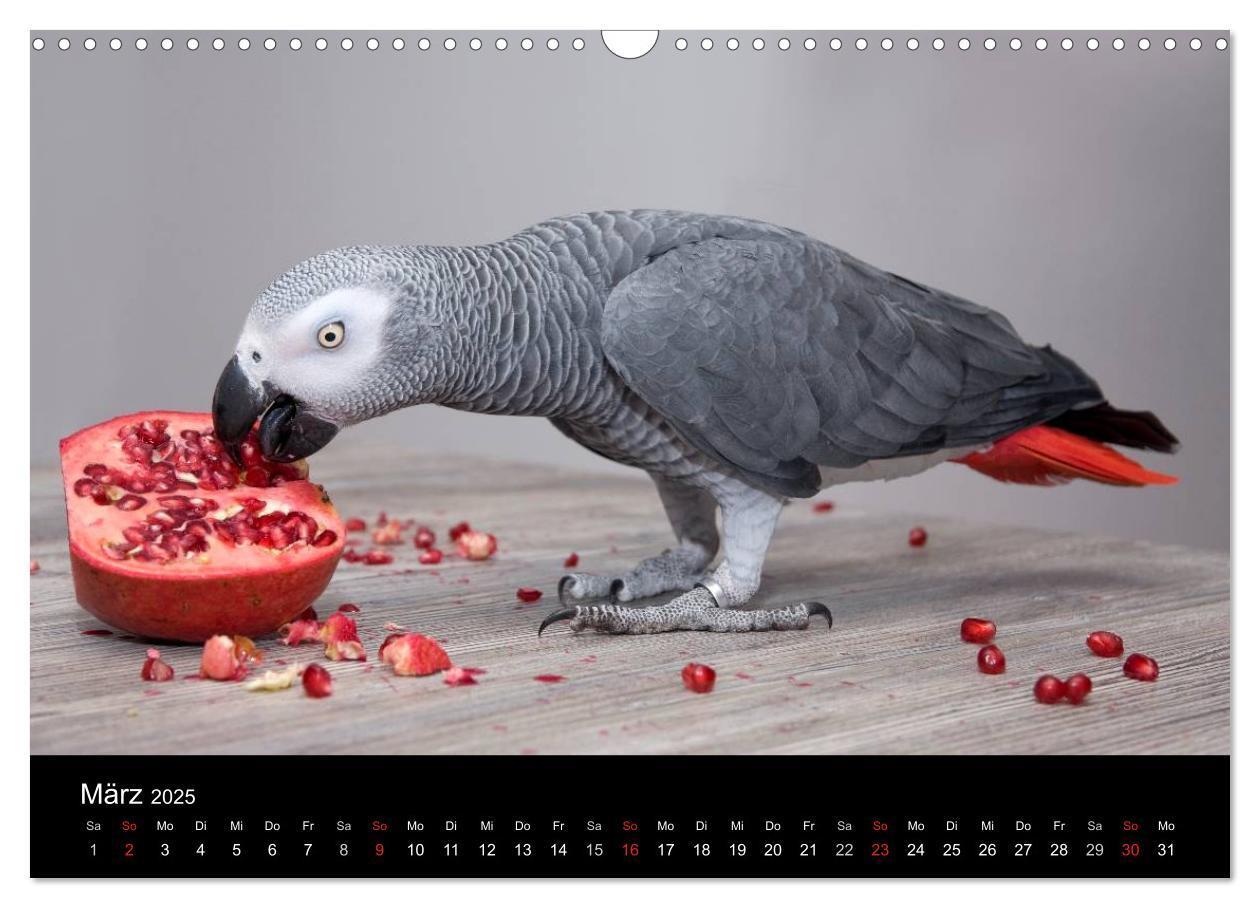 Bild: 9783435626168 | Graupapageien zum Verlieben (Wandkalender 2025 DIN A3 quer),...