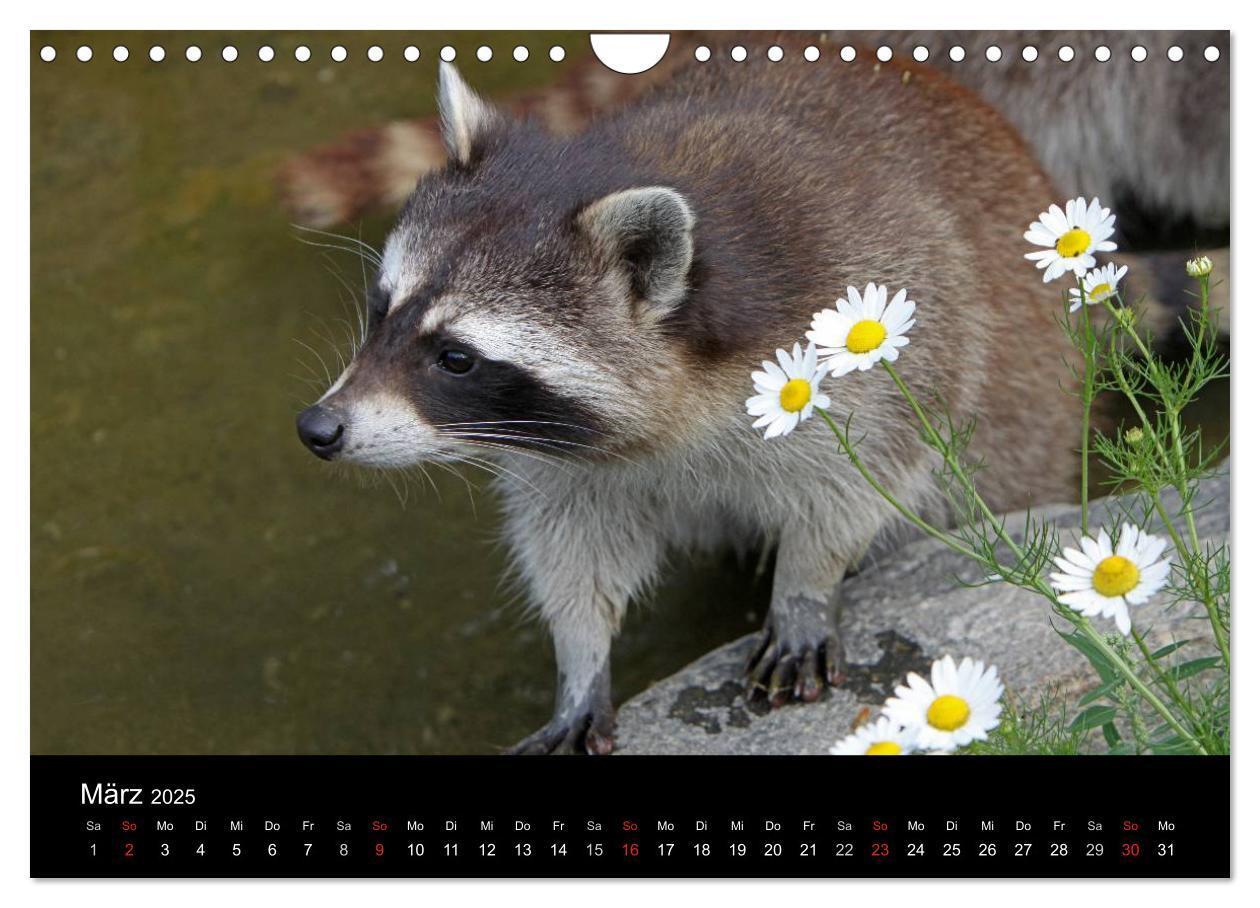 Bild: 9783435834631 | Waschbären (Wandkalender 2025 DIN A4 quer), CALVENDO Monatskalender