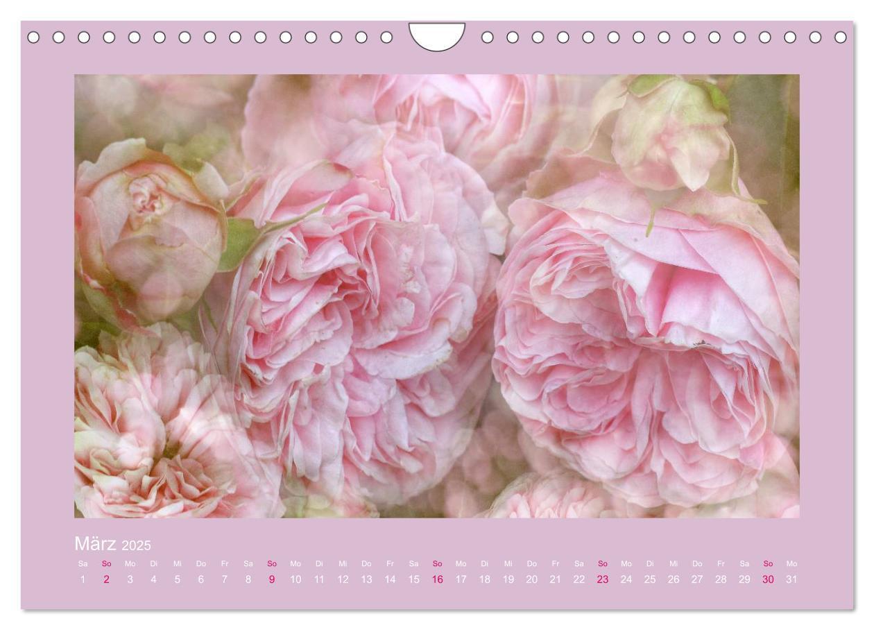 Bild: 9783435737475 | Romantische Rosen (Wandkalender 2025 DIN A4 quer), CALVENDO...