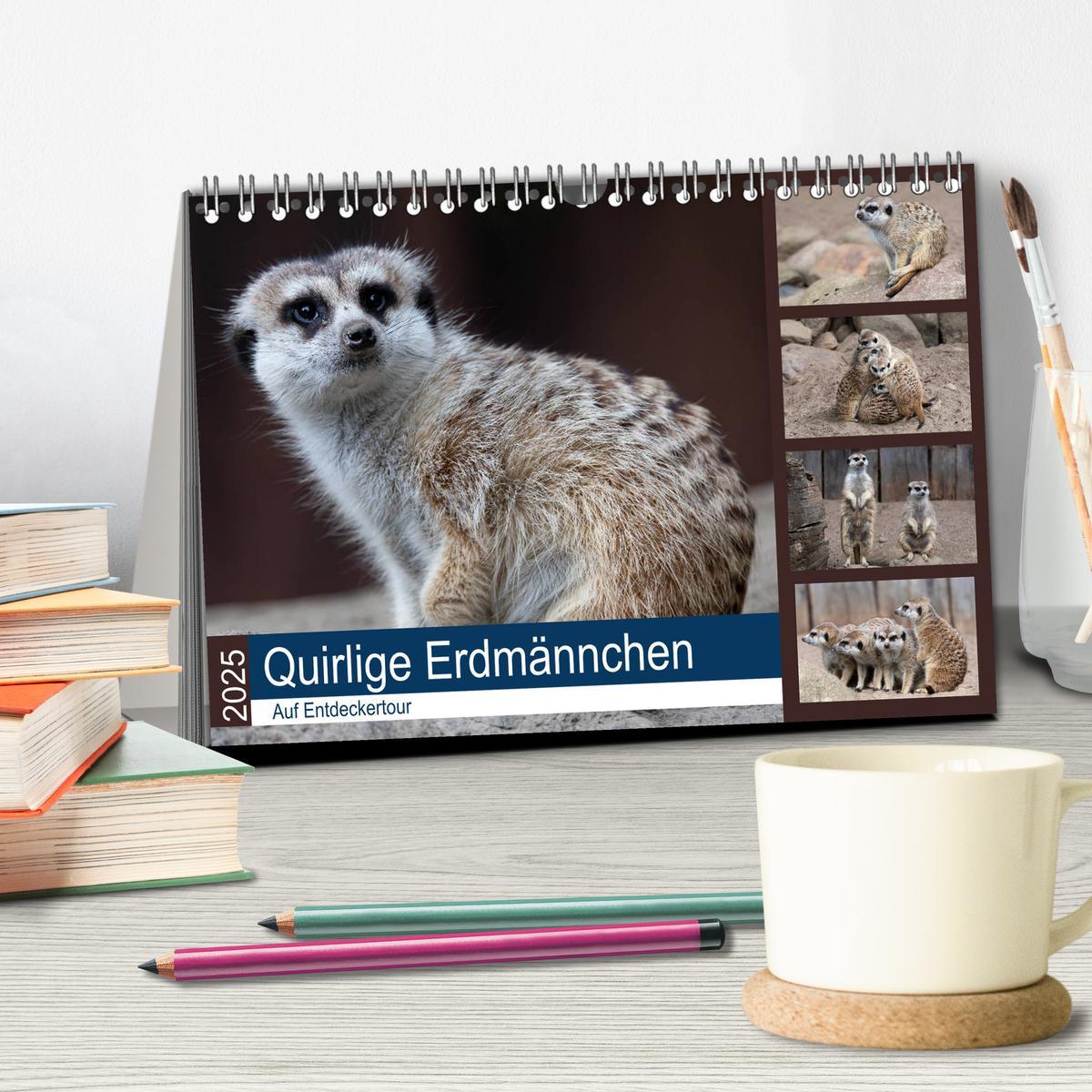 Bild: 9783435210206 | Quirlige Erdmännchen (Tischkalender 2025 DIN A5 quer), CALVENDO...