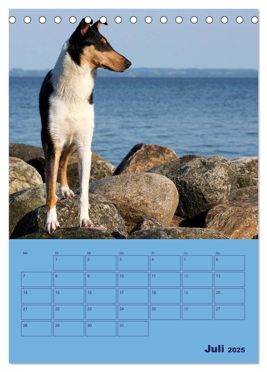 Bild: 9783457051276 | Kurzhaarcollies (Tischkalender 2025 DIN A5 hoch), CALVENDO...