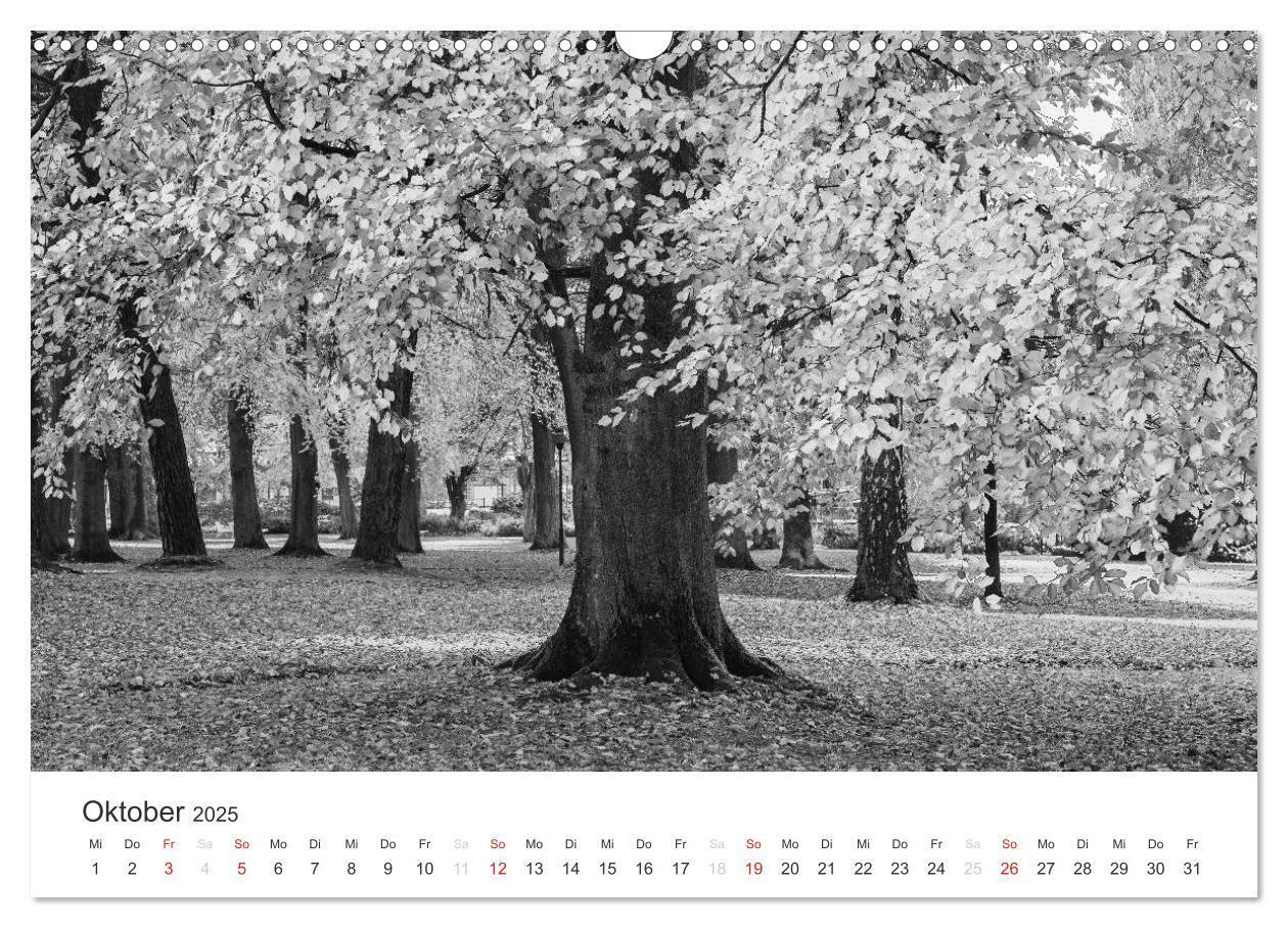 Bild: 9783435660469 | Bäume - Naturschönheiten in schwarz-weiß (Wandkalender 2025 DIN A3...