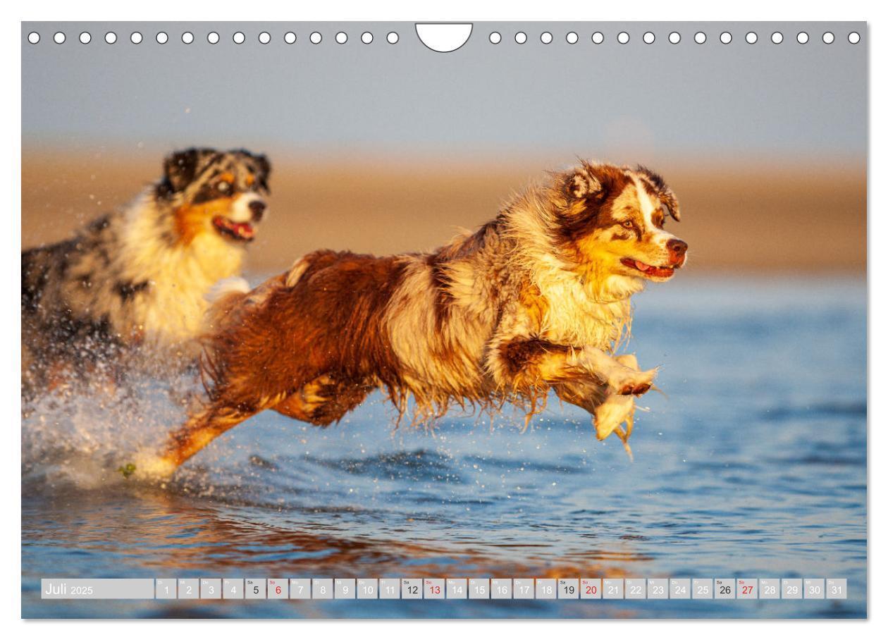 Bild: 9783435547548 | Australian Shepherd 2025 (Wandkalender 2025 DIN A4 quer), CALVENDO...