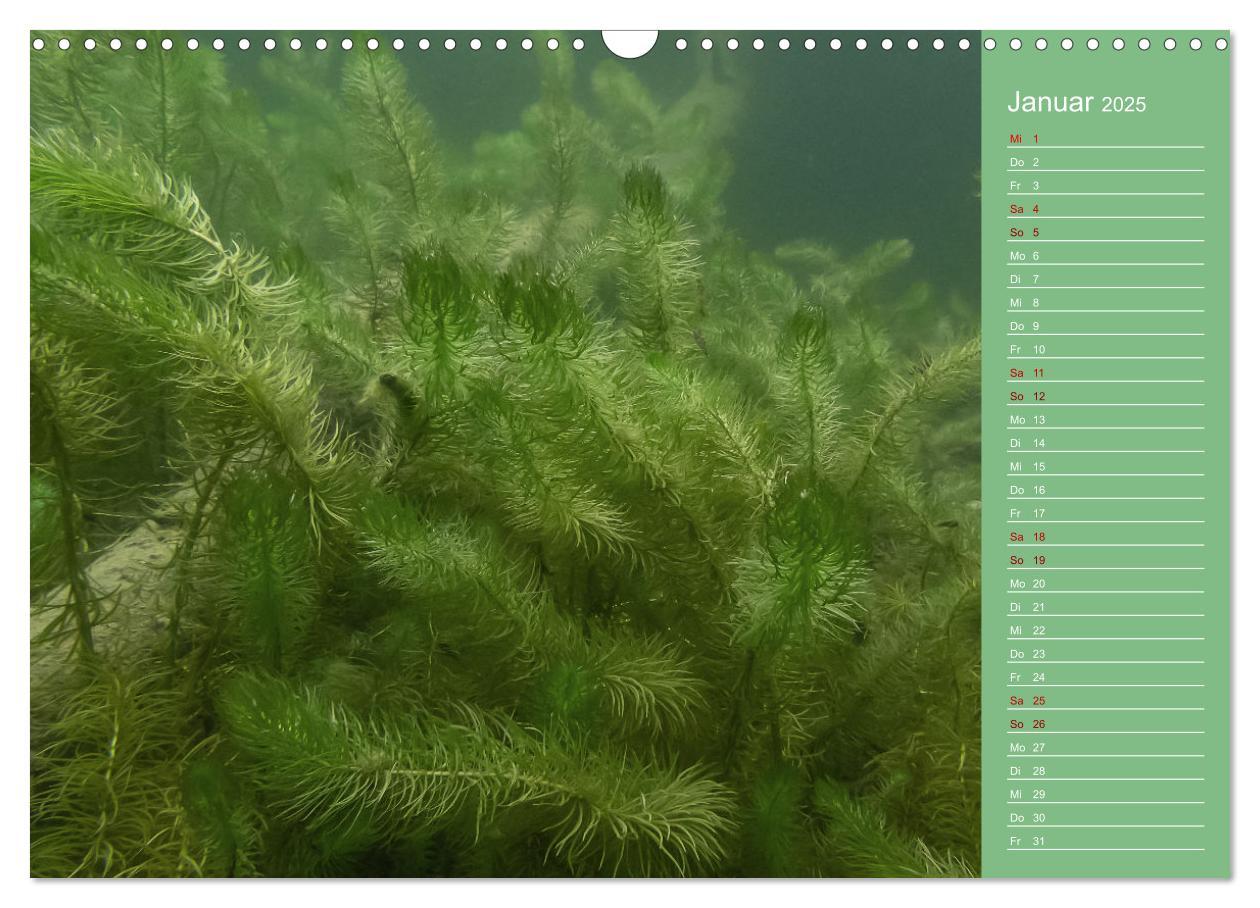 Bild: 9783435084821 | Baggersee - die grüne Welt (Wandkalender 2025 DIN A3 quer),...