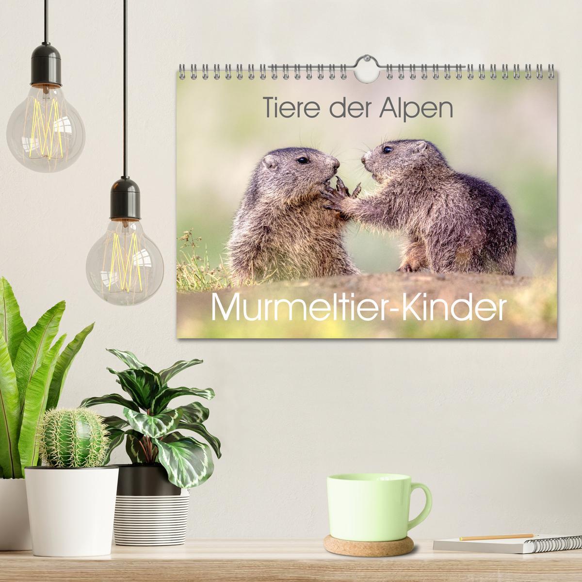 Bild: 9783457163948 | Tiere der Alpen - Murmeltier-Kinder (Wandkalender 2025 DIN A4...