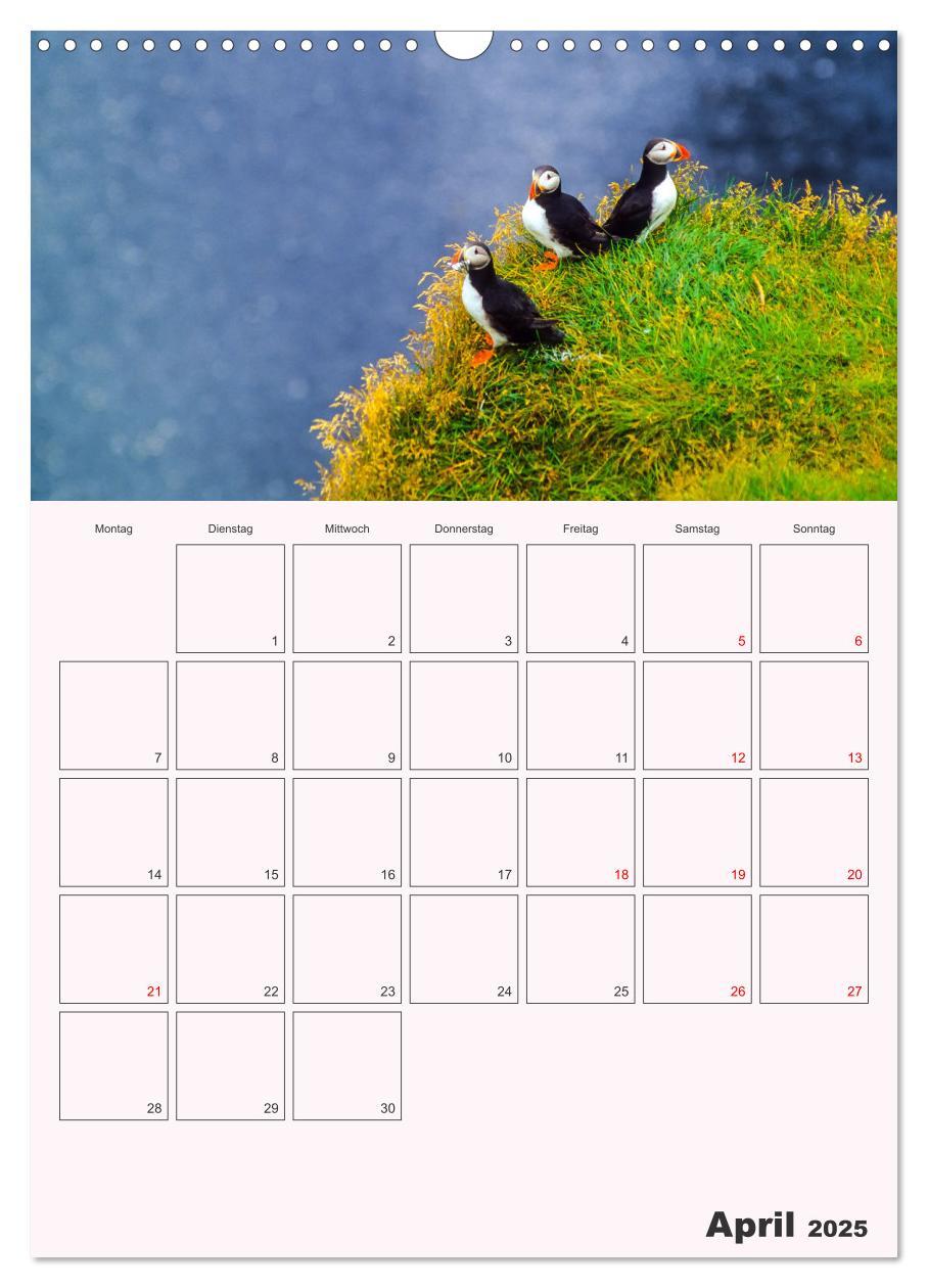 Bild: 9783435927296 | Papageitaucher Monatsplaner (Wandkalender 2025 DIN A3 hoch),...