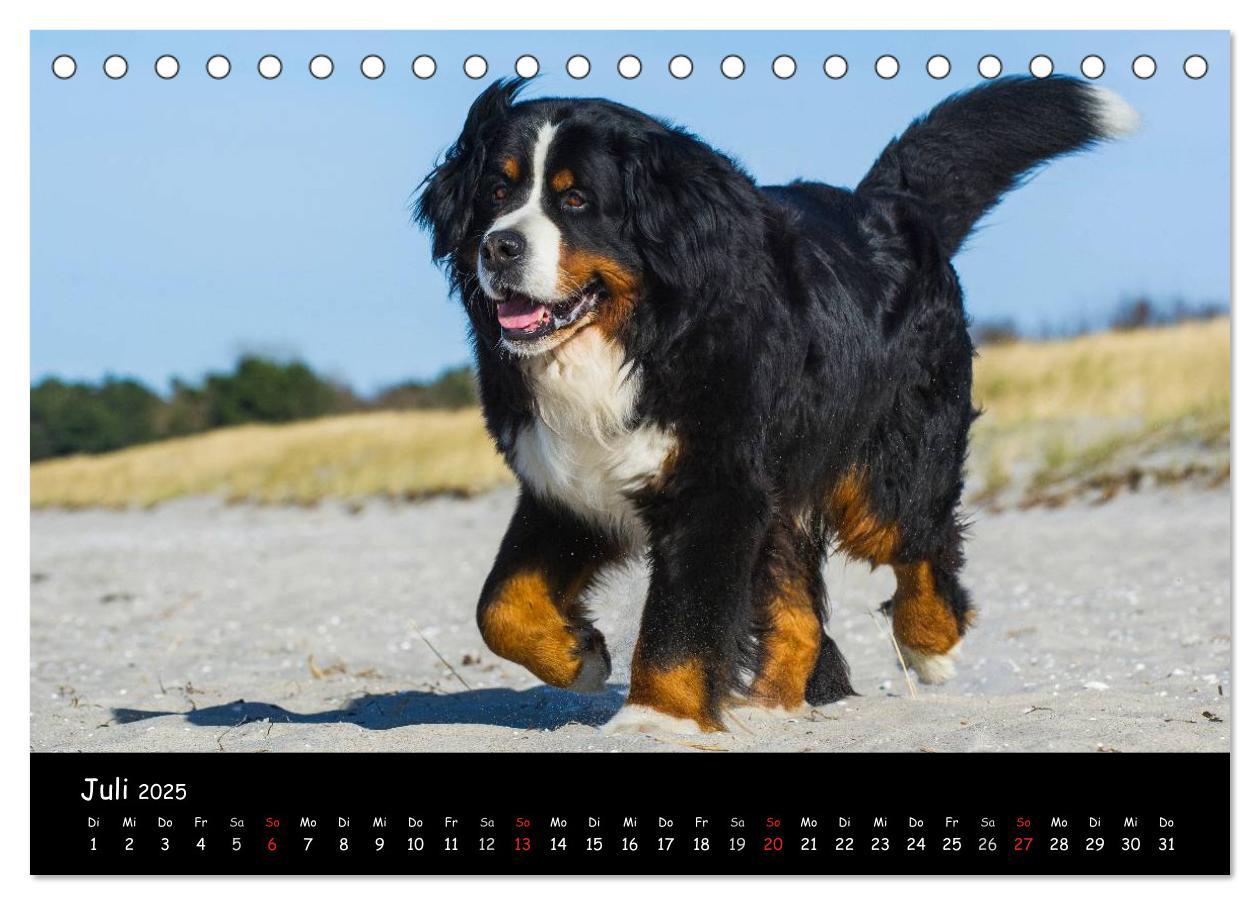 Bild: 9783435769643 | Berner Sennenhund 2025 (Tischkalender 2025 DIN A5 quer), CALVENDO...