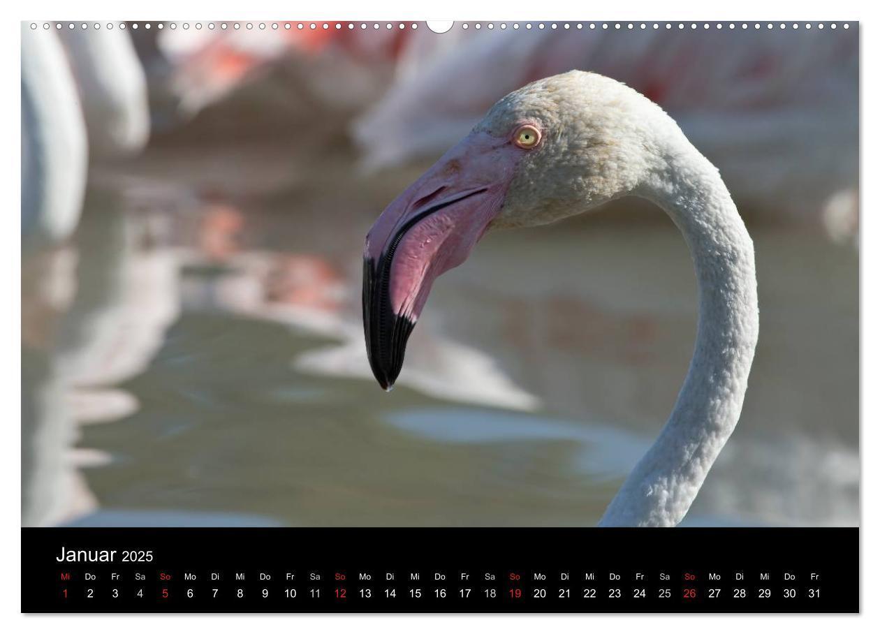 Bild: 9783435674473 | Flamingos der Camargue 2025 (Wandkalender 2025 DIN A2 quer),...