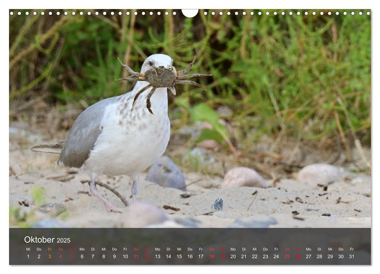 Bild: 9783383926143 | Strand und Küste - Möwen (Wandkalender 2025 DIN A3 quer), CALVENDO...