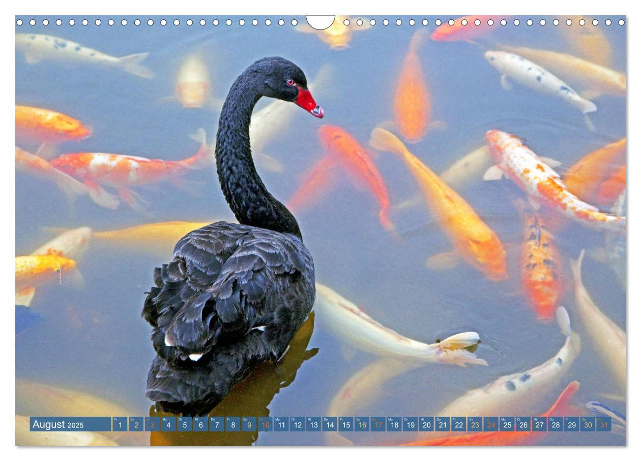 Bild: 9783435129263 | Koi: Juwelen im Teich (Wandkalender 2025 DIN A3 quer), CALVENDO...