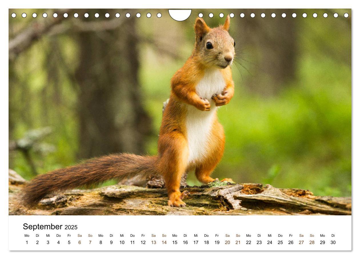 Bild: 9783435354986 | Finnland: eine tierische Entdeckungsreise (Wandkalender 2025 DIN A4...