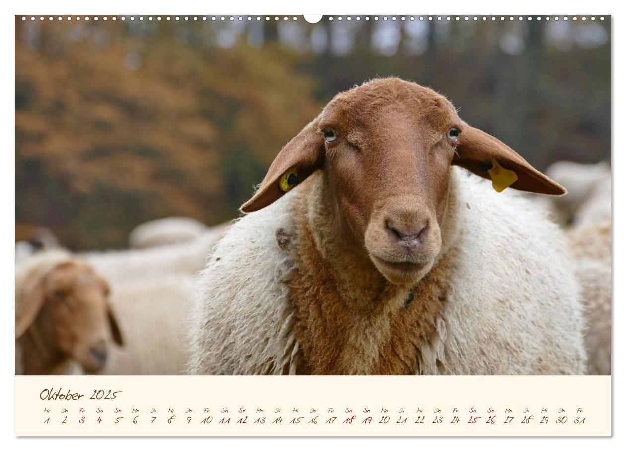 Bild: 9783435172405 | Coburger Fuchsschaf (Wandkalender 2025 DIN A2 quer), CALVENDO...