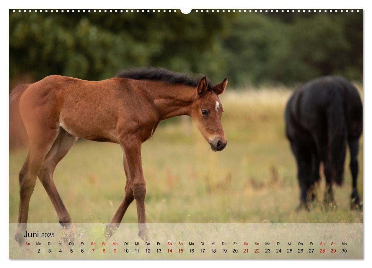 Bild: 9783435288878 | Pferdezauber 2025 (Wandkalender 2025 DIN A2 quer), CALVENDO...