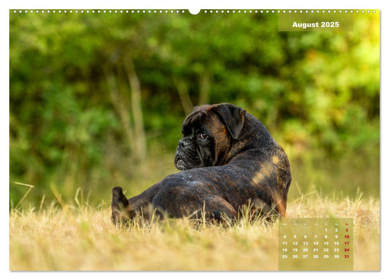 Bild: 9783435179039 | Einmal Boxer - immer Boxer (Wandkalender 2025 DIN A2 quer),...