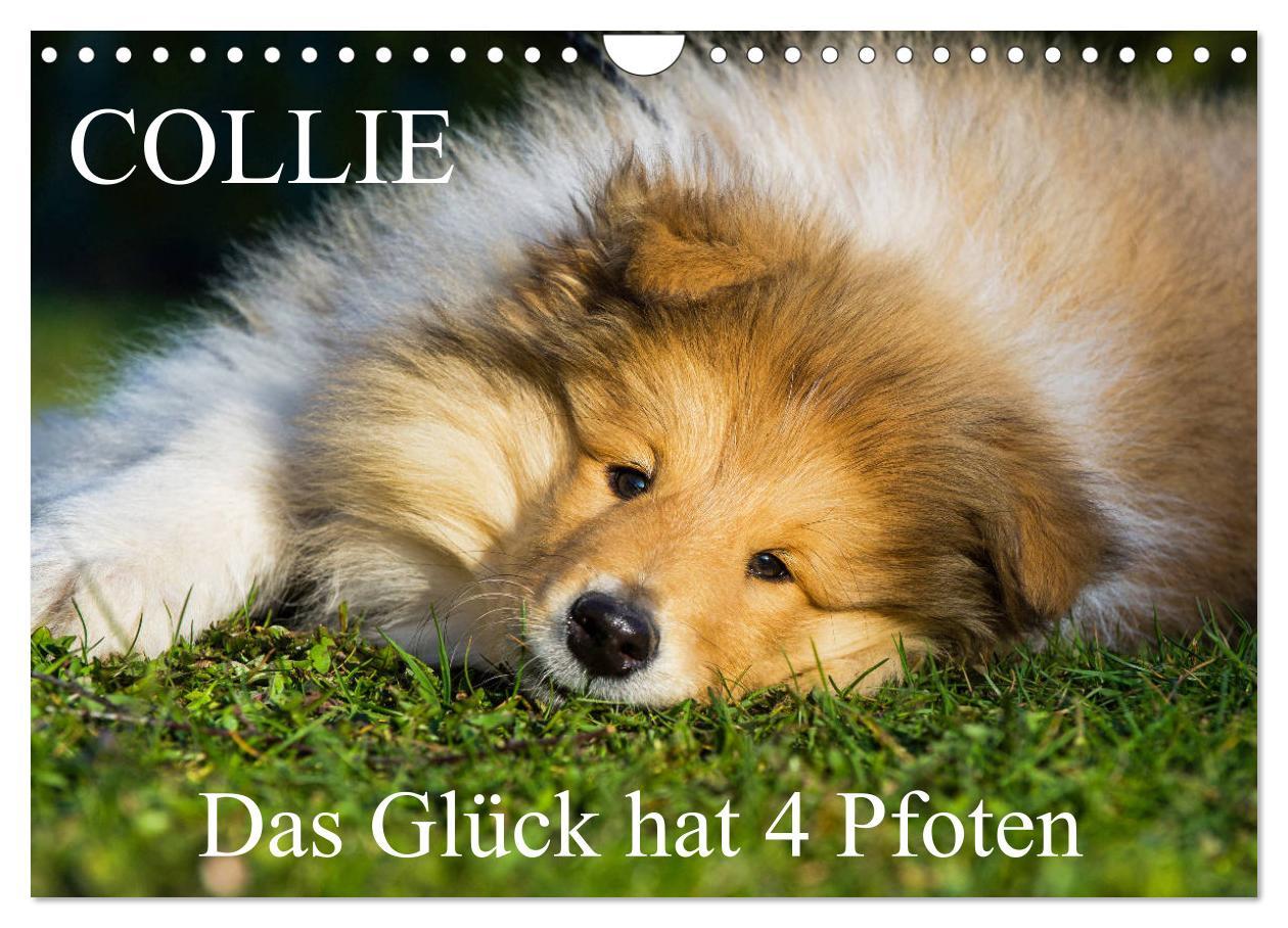 Cover: 9783435312528 | Collie - Das Glück hat 4 Pfoten (Wandkalender 2025 DIN A4 quer),...