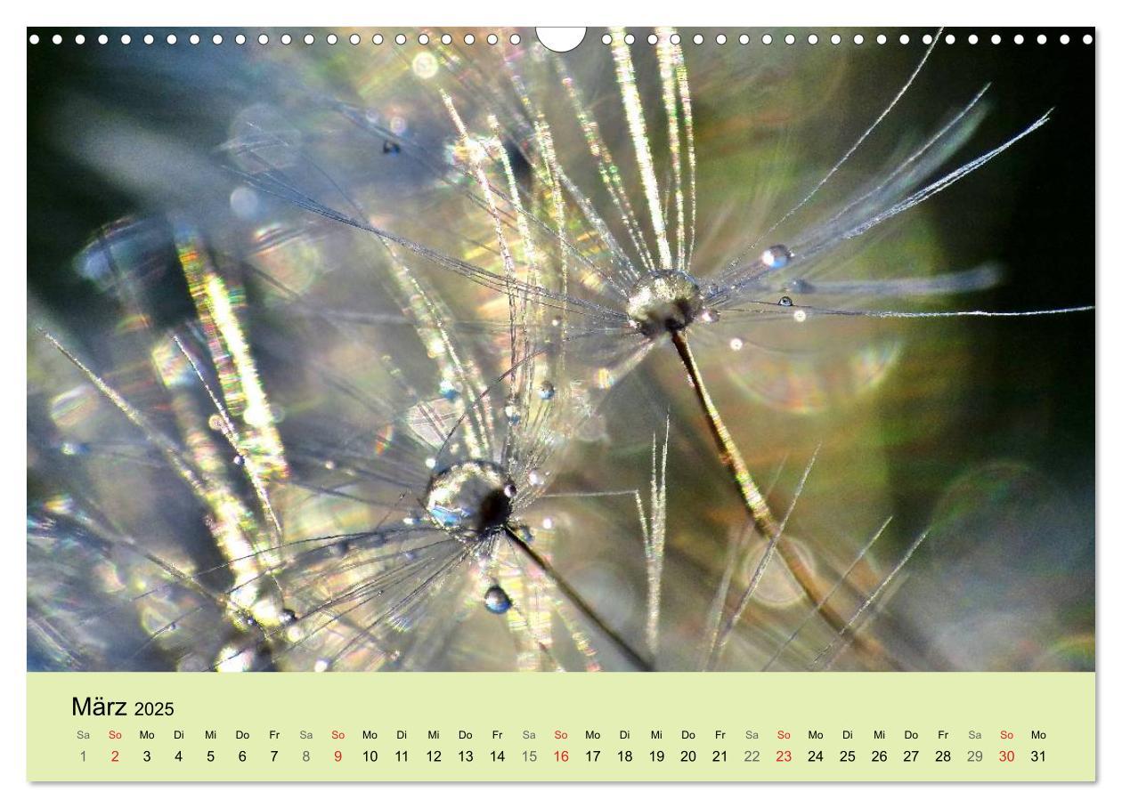 Bild: 9783435746620 | Naturjuwel Pusteblume (Wandkalender 2025 DIN A3 quer), CALVENDO...