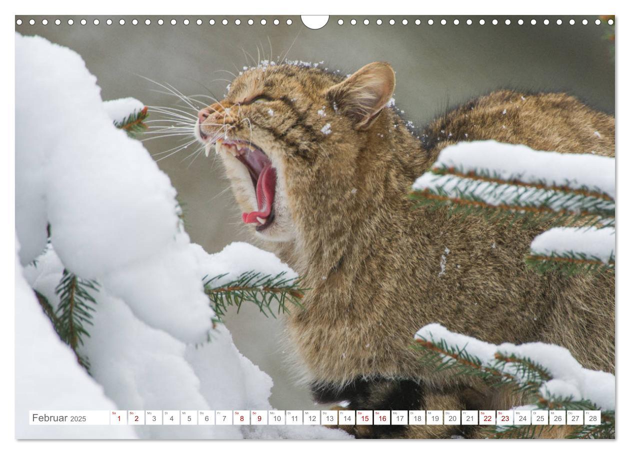 Bild: 9783435219339 | Wildkatzen - die anmutigsten Raubiere in Europa. (Wandkalender 2025...