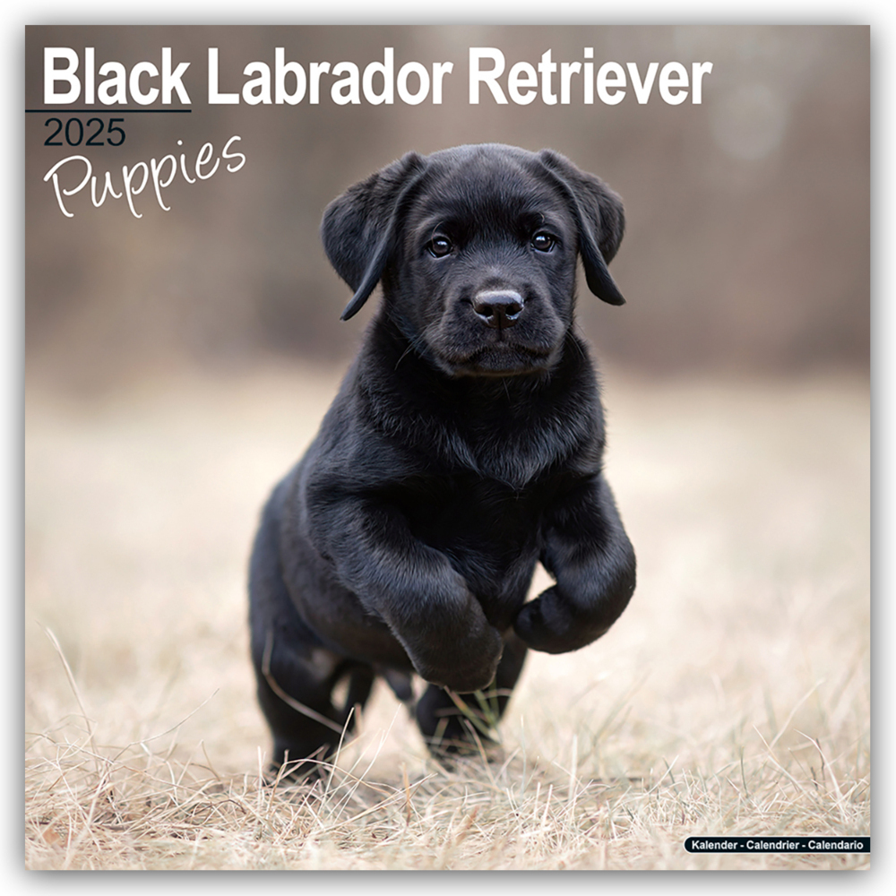 Cover: 9781804604076 | Black Labrador Retriever Puppies - Schwarze Labradorwelpen 2025 -...