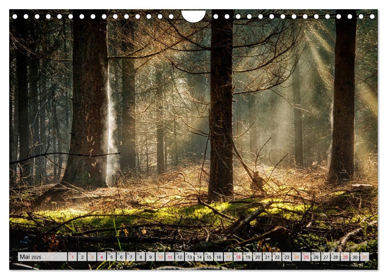 Bild: 9783435071876 | Wald - mystische Spaziergänge (Wandkalender 2025 DIN A4 quer),...