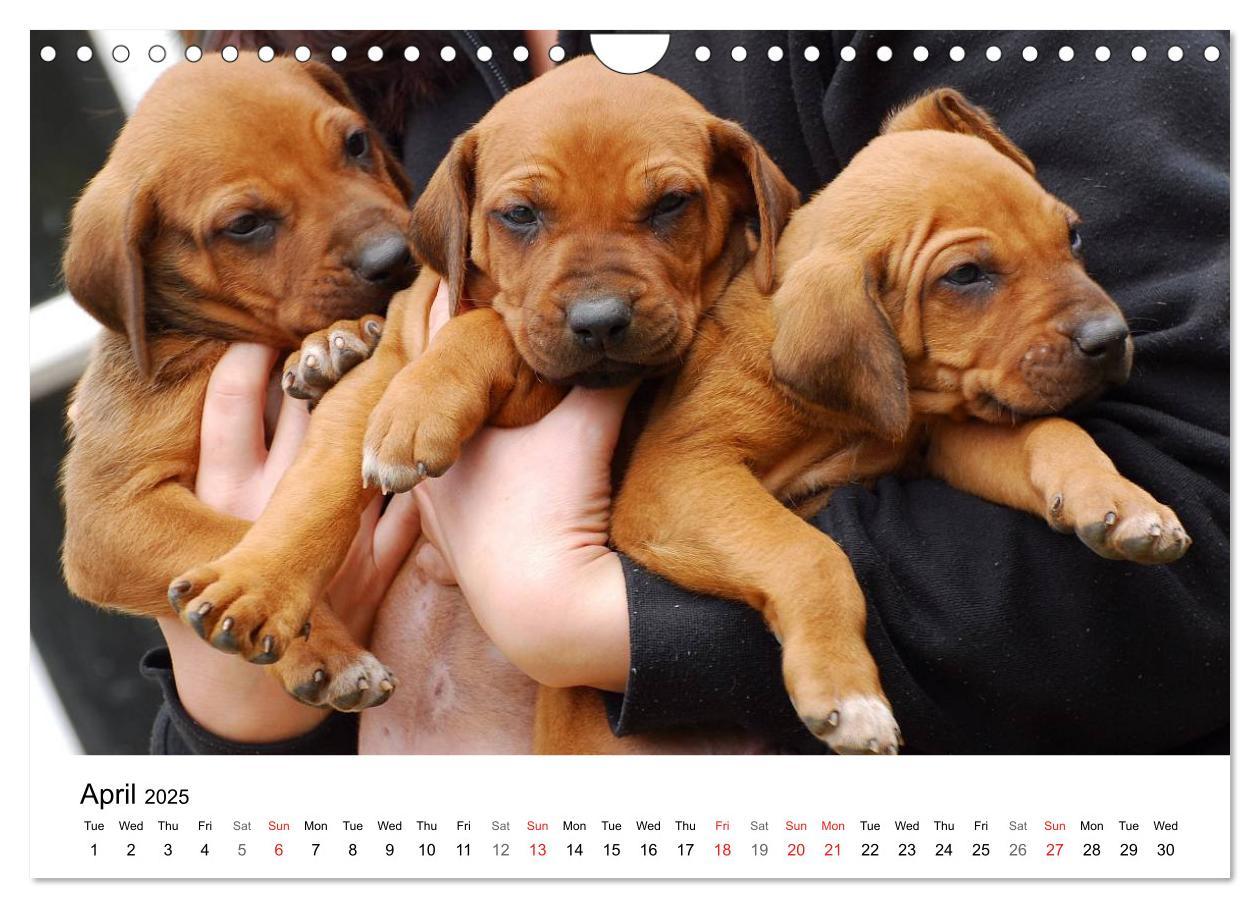 Bild: 9781325960699 | Rhodesian Ridgeback Puppies (Wall Calendar 2025 DIN A4 landscape),...