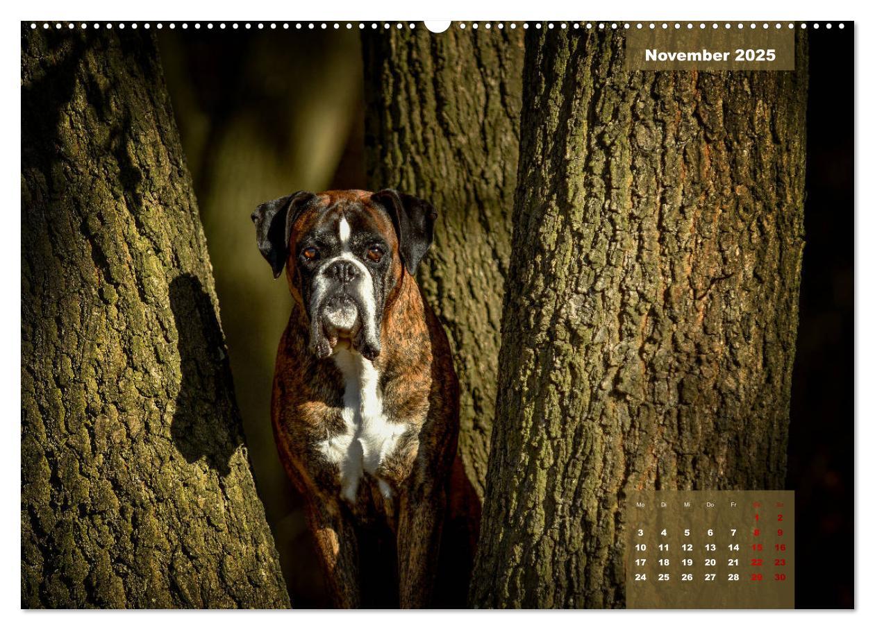 Bild: 9783435110452 | Boxer Frech und fröhlich durch das Jahr (Wandkalender 2025 DIN A2...