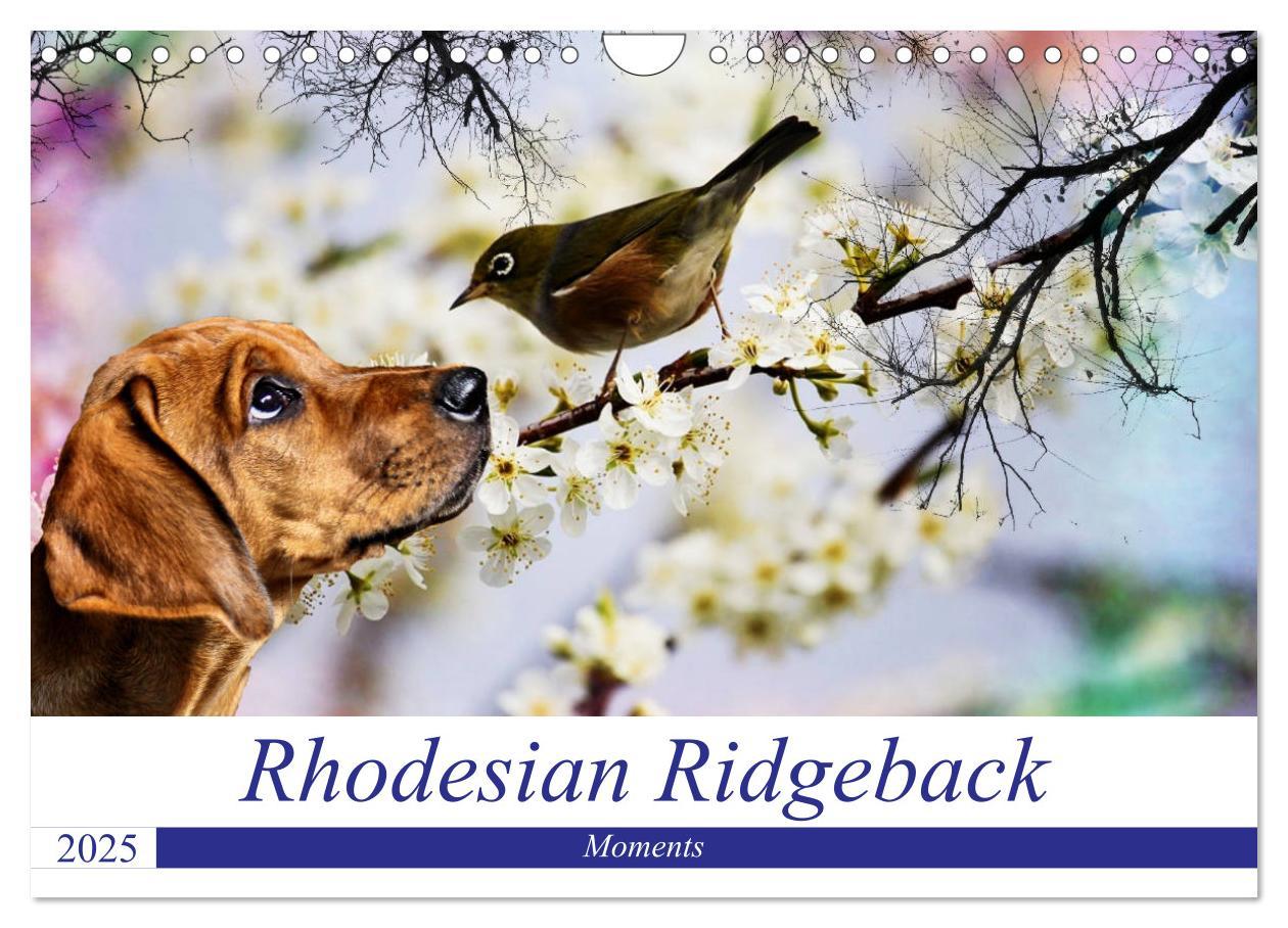 Cover: 9783435369614 | Rhodesian Ridgeback - Moments (Wandkalender 2025 DIN A4 quer),...