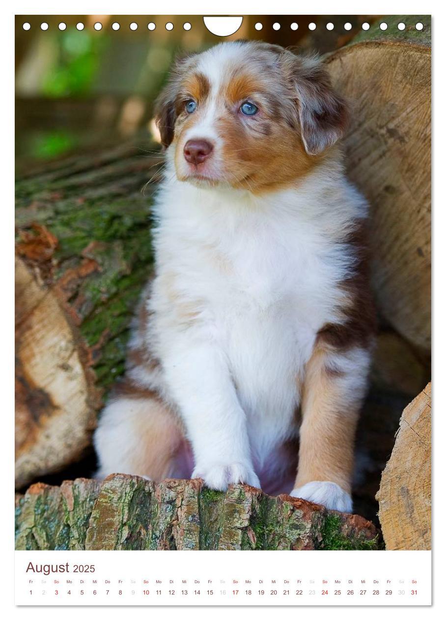 Bild: 9783457065143 | Australian Shepherds (Wandkalender 2025 DIN A4 hoch), CALVENDO...