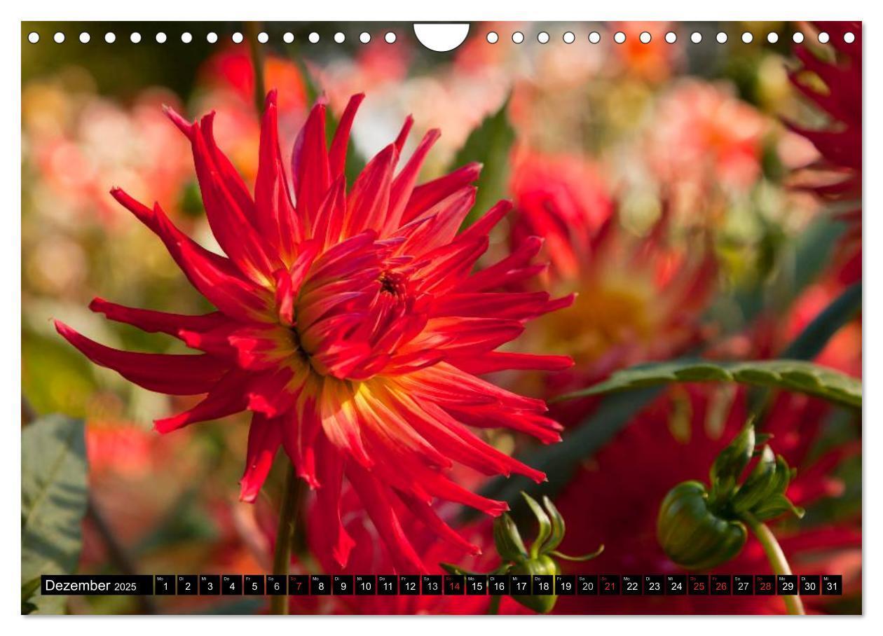 Bild: 9783435664047 | Dahlia - Dahlien (Wandkalender 2025 DIN A4 quer), CALVENDO...