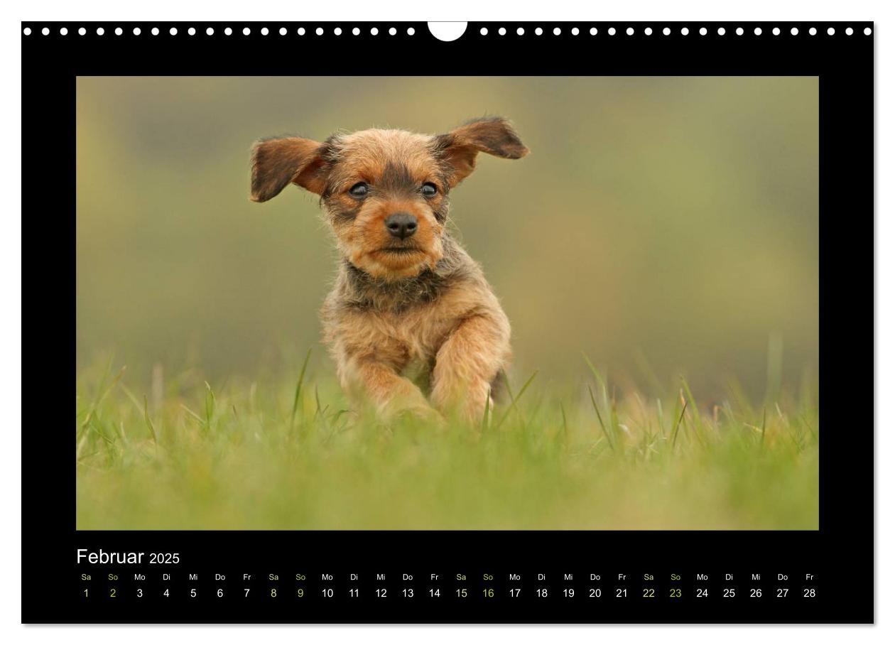 Bild: 9783435641055 | Allerlei Hundekinder (Wandkalender 2025 DIN A3 quer), CALVENDO...