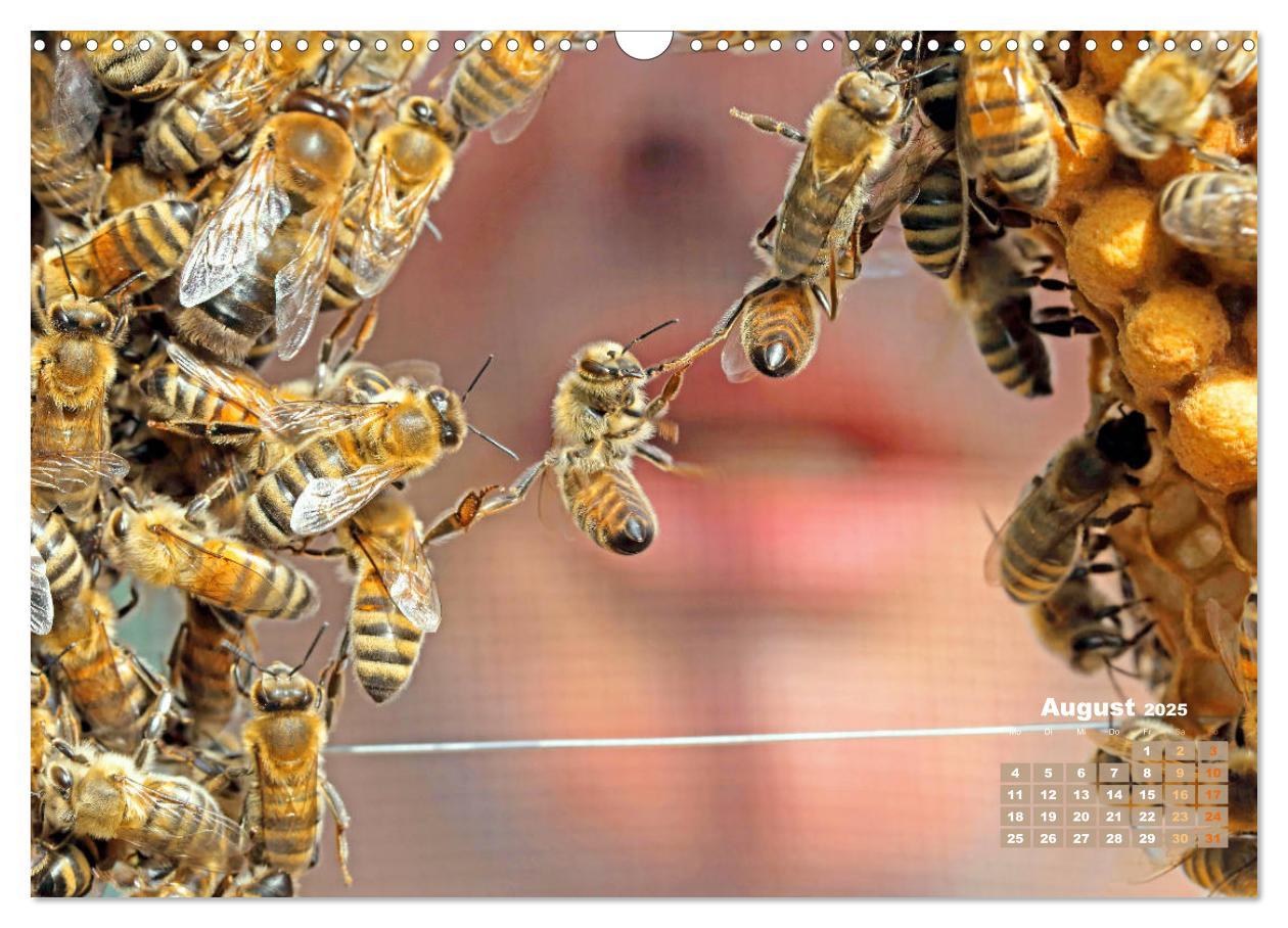 Bild: 9783435124855 | Ein Leben für den Honig - Bienen und Imker (Wandkalender 2025 DIN...