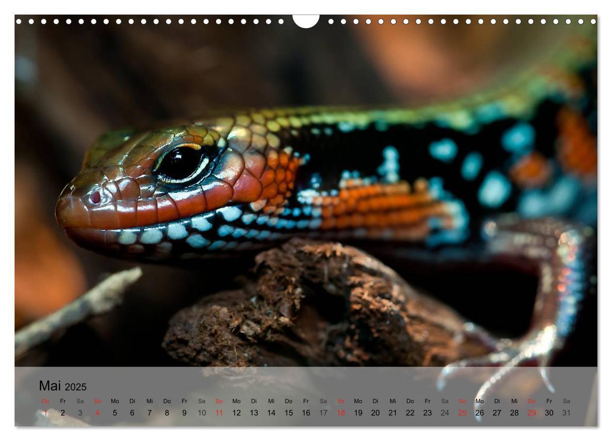 Bild: 9783435625352 | Reptilien Schlangen, Echsen und Co. (Wandkalender 2025 DIN A3...