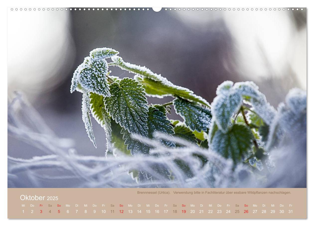 Bild: 9783435662128 | WILD, ESSBAR UND GESUND Essbare Wildpflanzen (Wandkalender 2025 DIN...