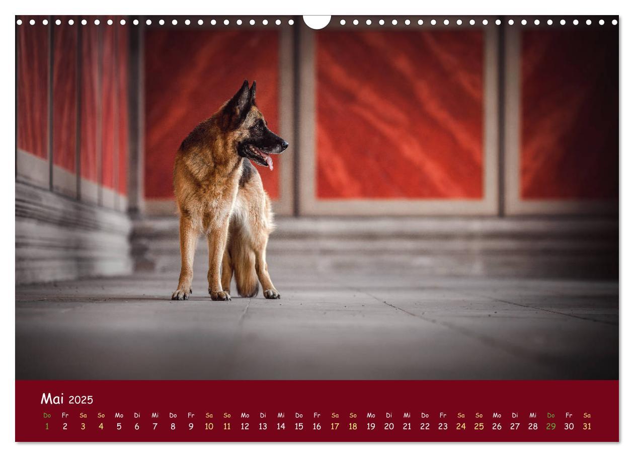 Bild: 9783435350988 | Schäferhunde und Ihre Vielfalt (Wandkalender 2025 DIN A3 quer),...