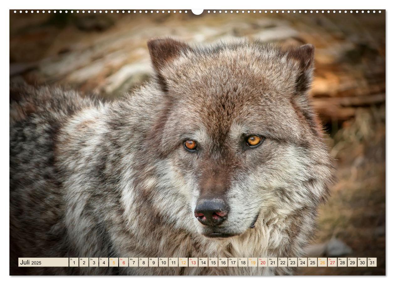 Bild: 9783435334643 | Wolf - Imposanter Jäger (Wandkalender 2025 DIN A2 quer), CALVENDO...