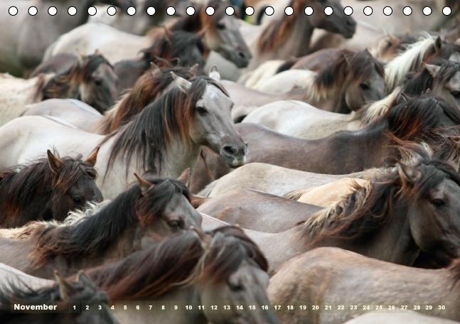 Bild: 9783660482171 | Dülmener Wildpferde - Gefährdete Nutztierrasse (Tischkalender...