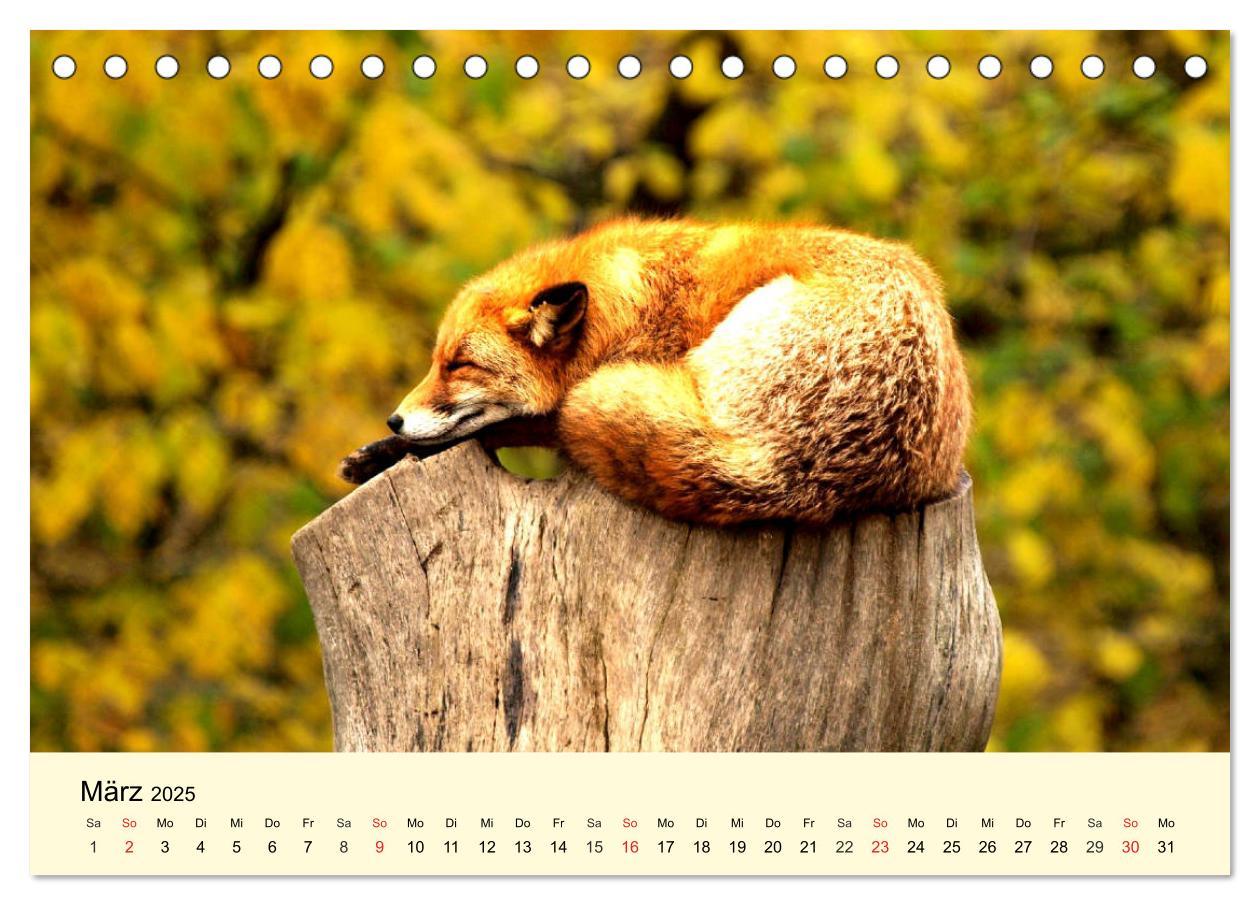 Bild: 9783435175086 | Scheue Wildtiere in heimischen Wäldern und Bergen (Tischkalender...