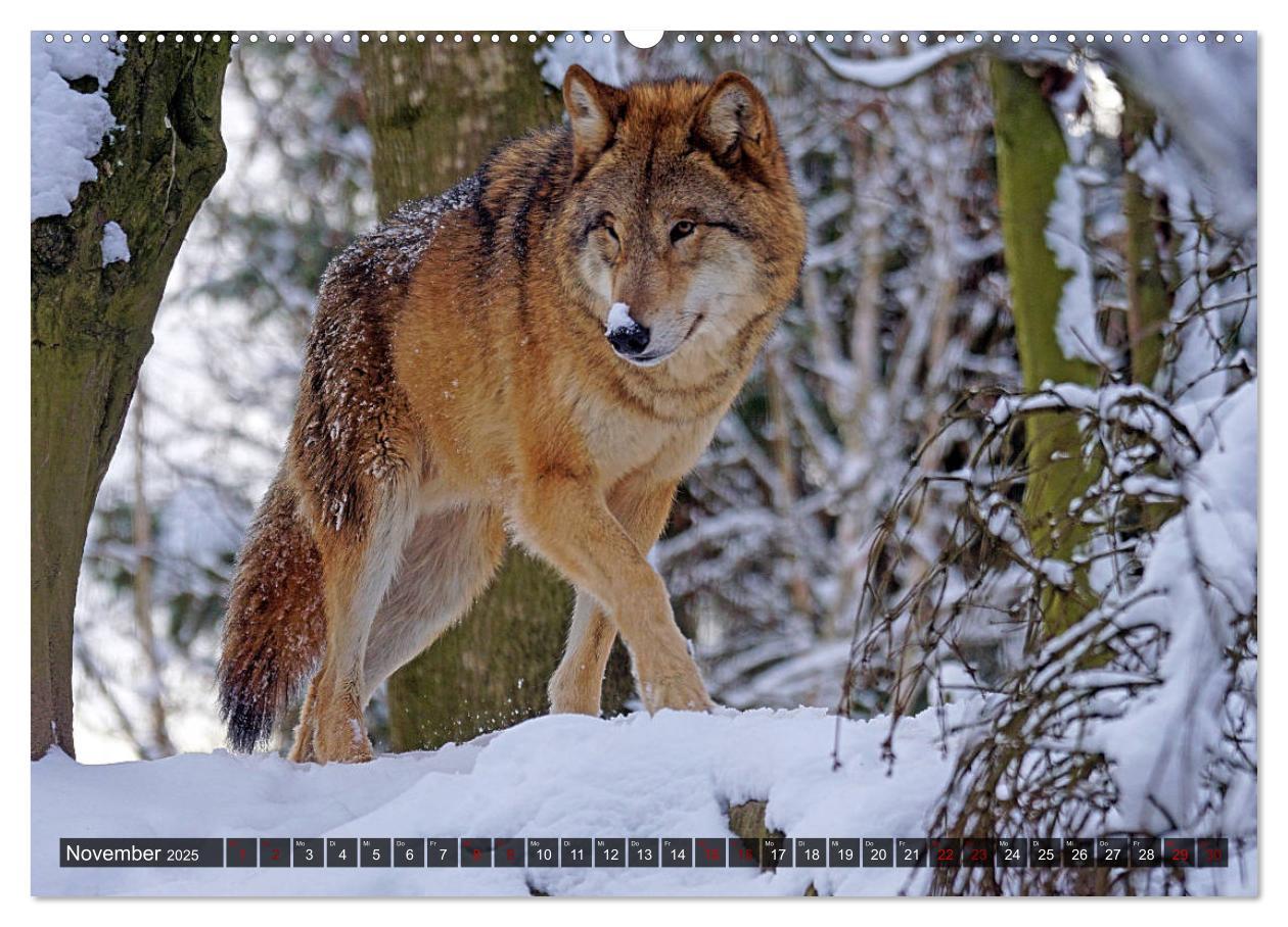 Bild: 9783435263332 | Begegnung mit dem Wolf (Wandkalender 2025 DIN A2 quer), CALVENDO...