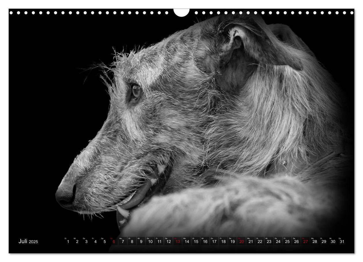 Bild: 9783383824050 | Galgo Español - der spanische Windhund 2025 (Wandkalender 2025 DIN...