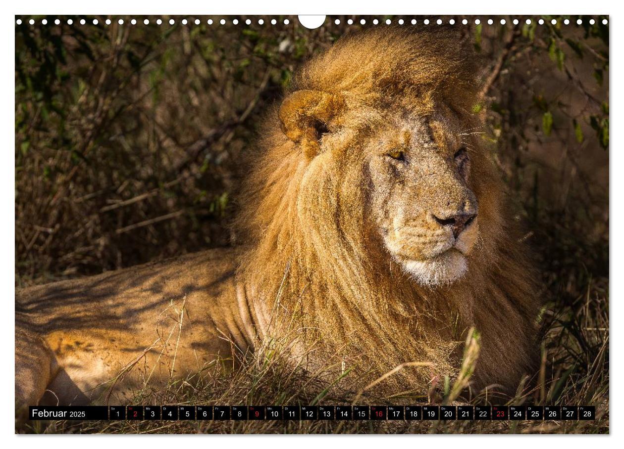 Bild: 9783435676583 | Masai Mara 2025 (Wandkalender 2025 DIN A3 quer), CALVENDO...