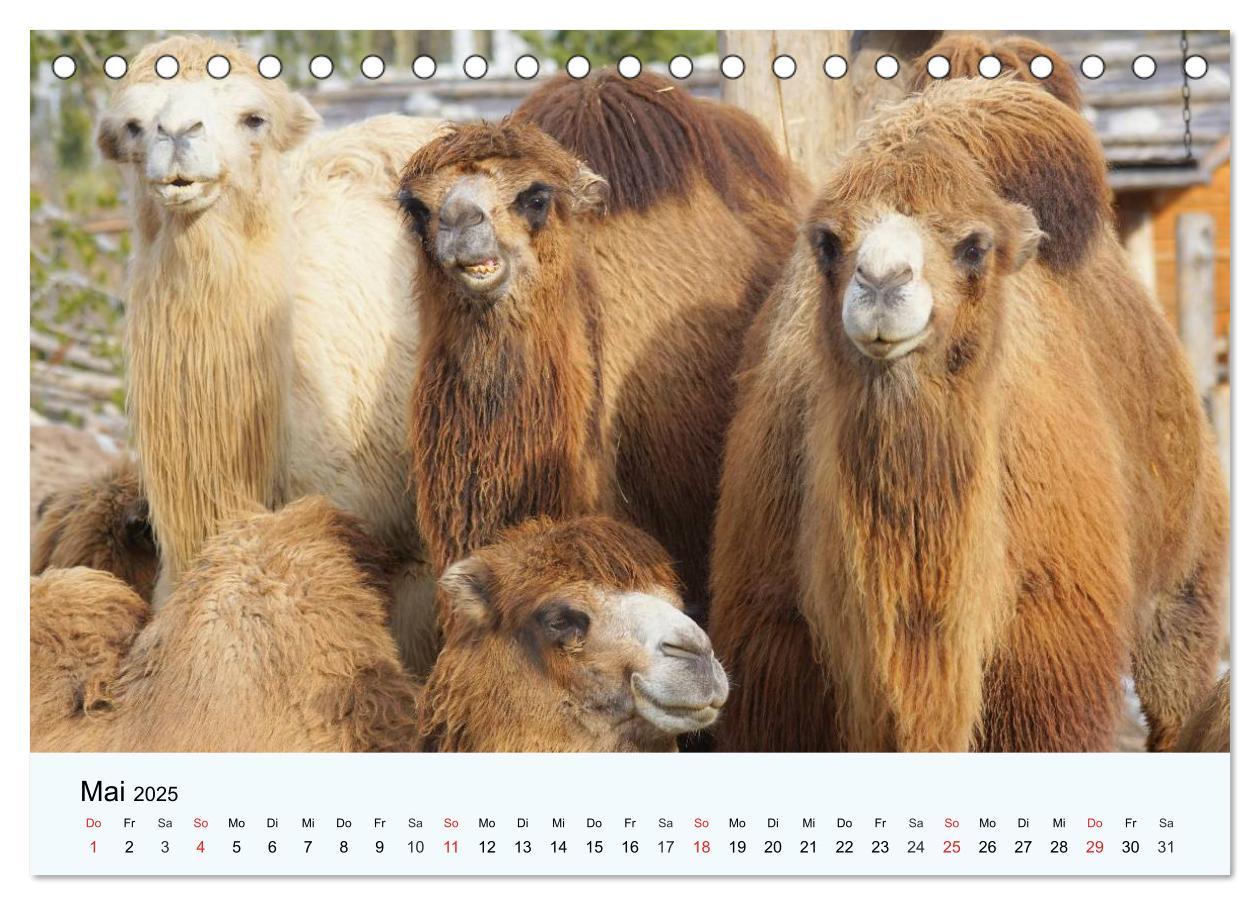 Bild: 9783435482511 | Die Kameliden. Hübsche Kamele, Lamas und Alpakas (Tischkalender...