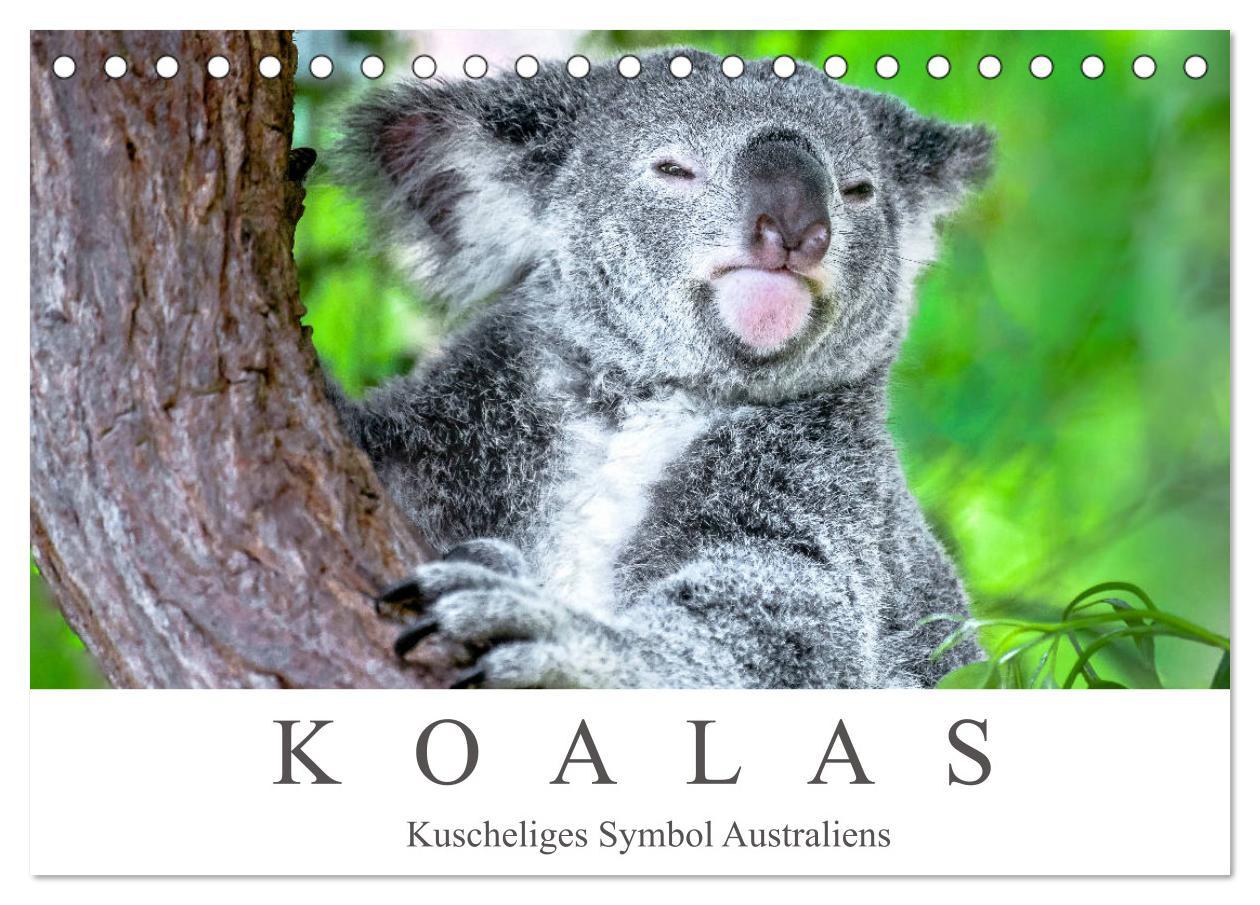 Cover: 9783435159741 | Koalas - Kuscheliges Symbol Australiens (Tischkalender 2025 DIN A5...