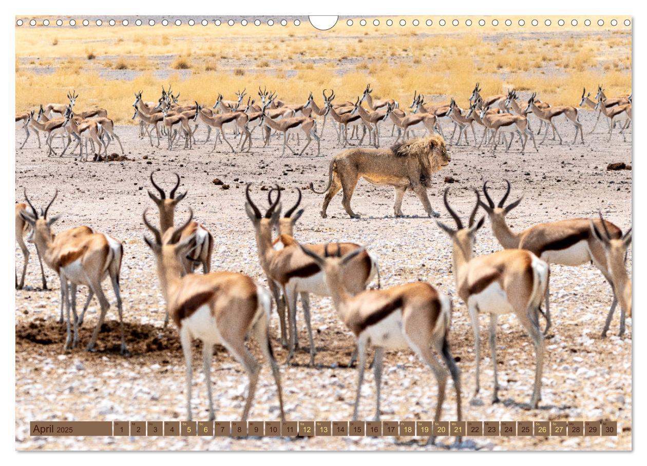 Bild: 9783383861574 | Wildlife Namibia - Etosha und Kalahari (Wandkalender 2025 DIN A3...