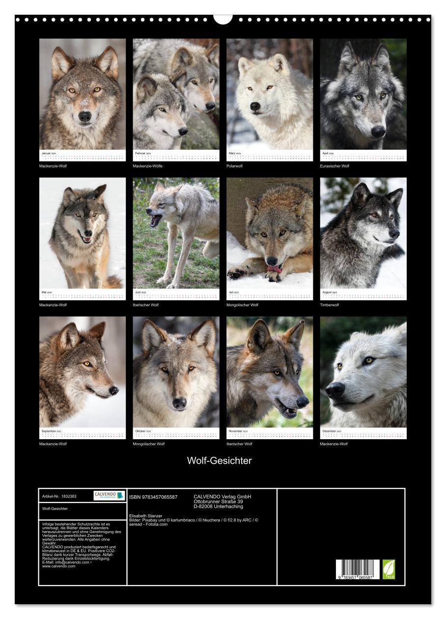 Bild: 9783457065587 | Wolf-Gesichter (Wandkalender 2025 DIN A2 hoch), CALVENDO...