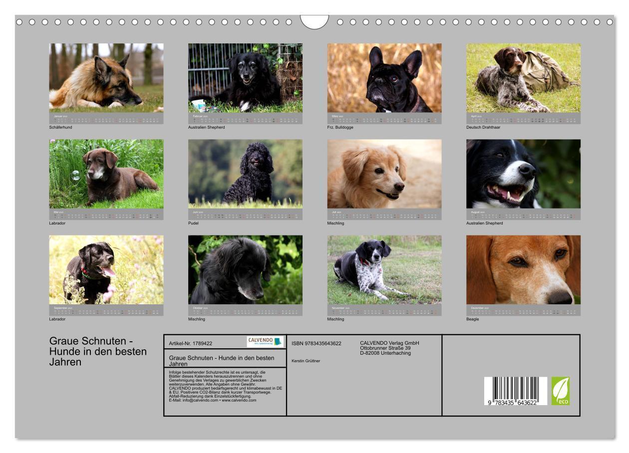 Bild: 9783435643622 | Graue Schnuten - Hunde in den besten Jahren (Wandkalender 2025 DIN...