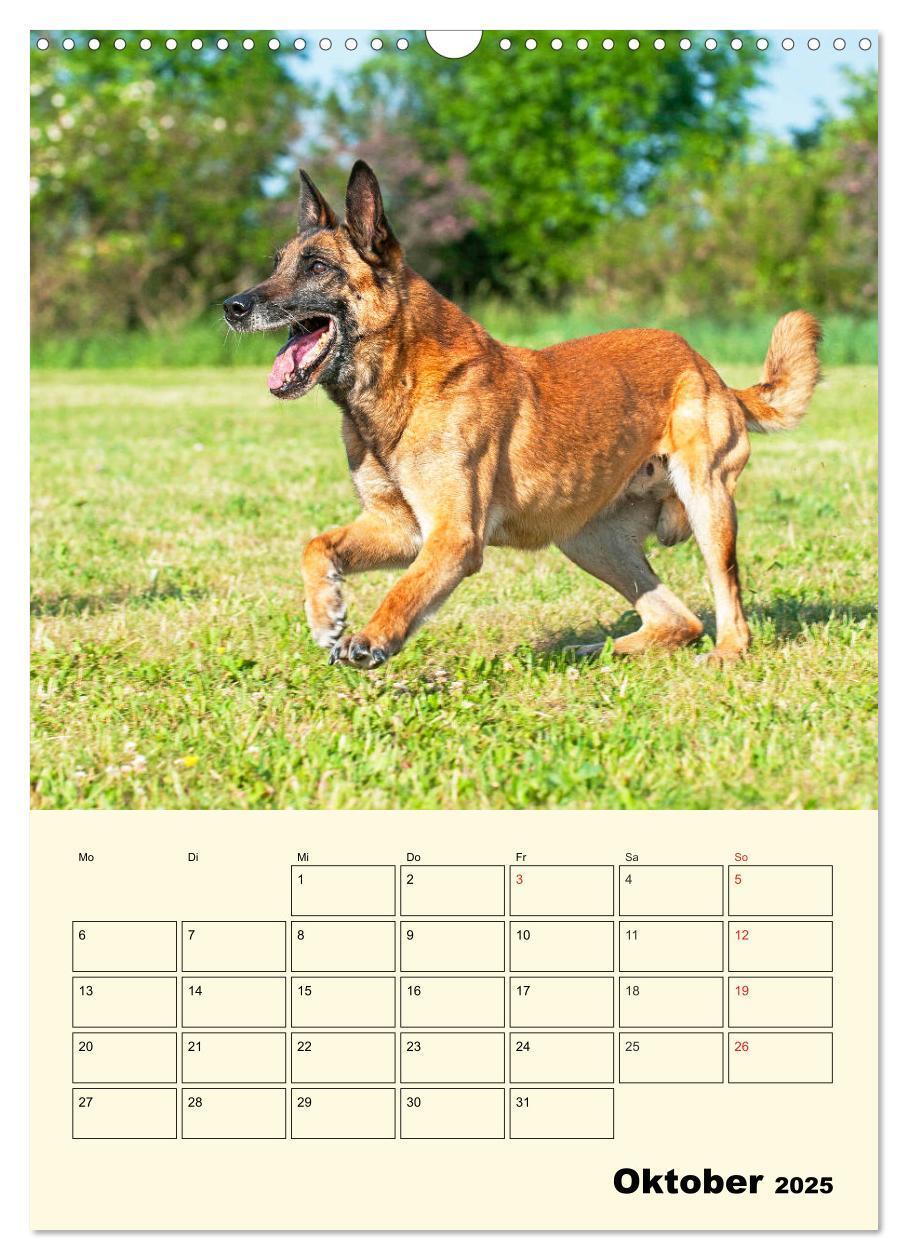 Bild: 9783435958788 | Familienplaner Tausendsassa Malinois (Wandkalender 2025 DIN A3...