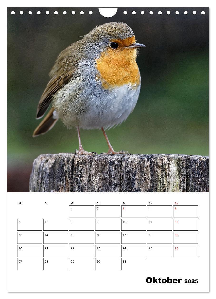 Bild: 9783457024195 | Bezaubernde Vögel im heimischen Garten (Wandkalender 2025 DIN A4...