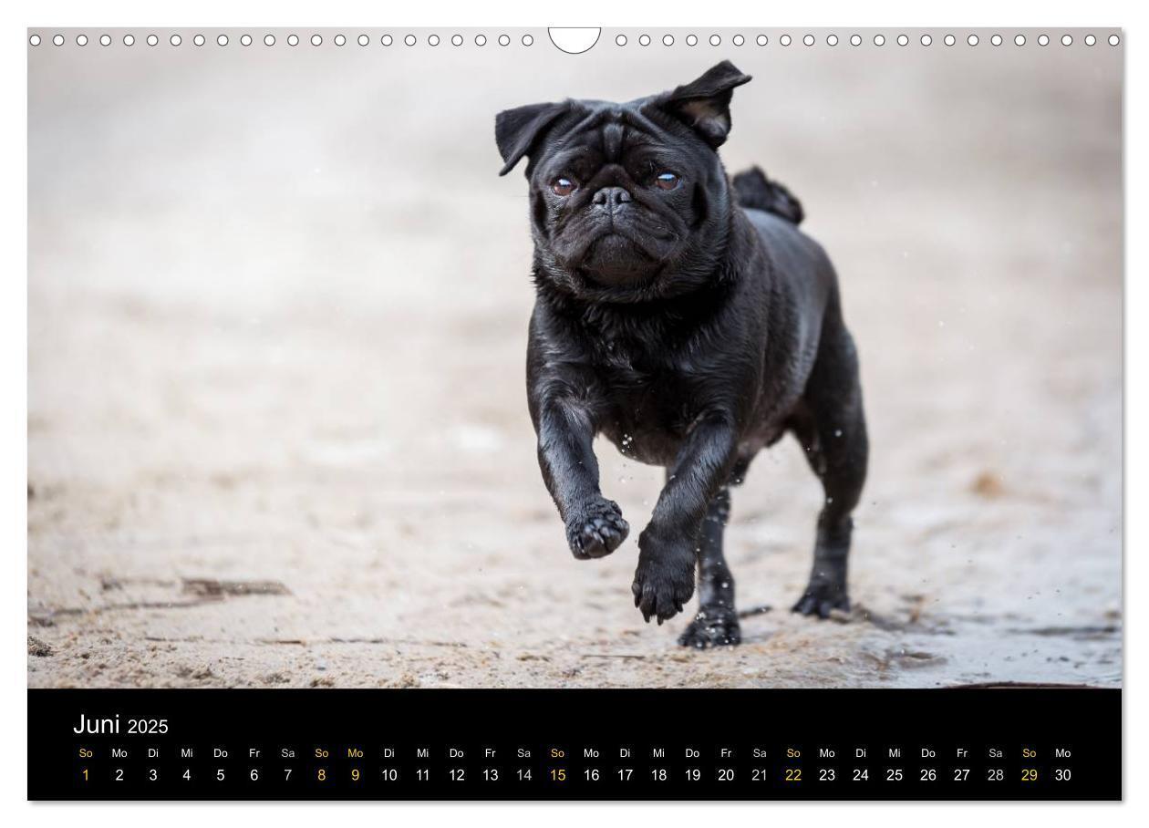 Bild: 9783435571314 | Diesel, der schwarze Mops (Wandkalender 2025 DIN A3 quer), CALVENDO...