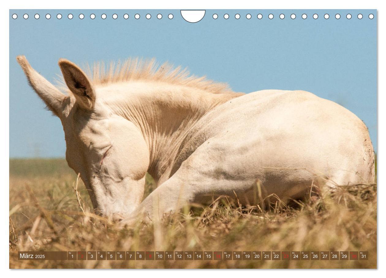 Bild: 9783435180981 | Lichtbringer - Österreichisch-Ungarische Barockesel (Wandkalender...