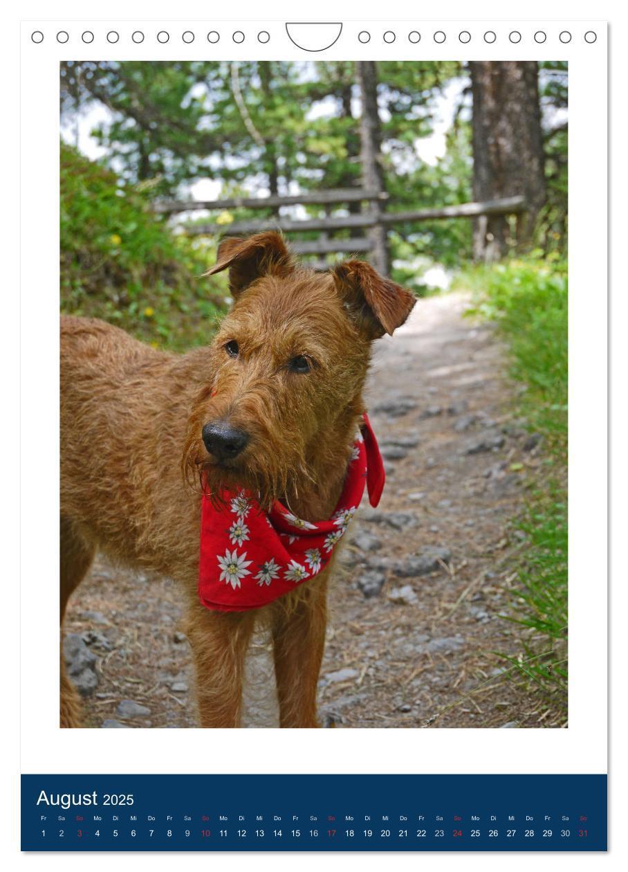 Bild: 9783435951222 | Kelly - Ein Irish Terrier macht Urlaub (Wandkalender 2025 DIN A4...