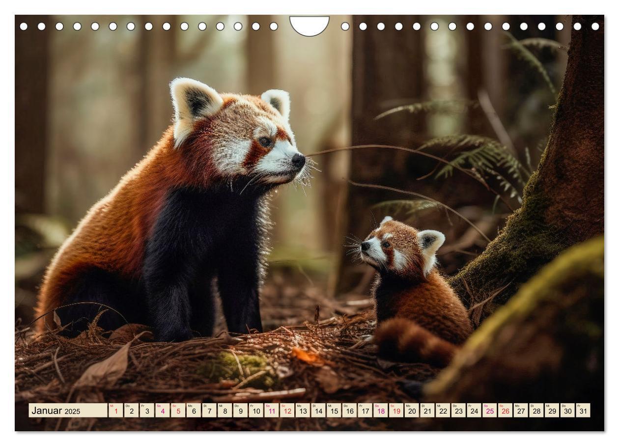 Bild: 9783383867200 | Roter Panda - gefährdeter Katzenbär (Wandkalender 2025 DIN A4...